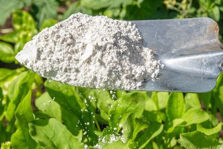 Ilustrasi tanah diatom.