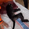 Tersengat Listrik, Seekor Lutung Jawa Betina Mati di Ngawi