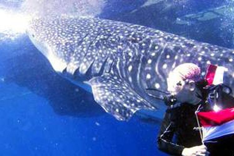 Menyelam bersama hiu paus (whale shark) di Teluk Cendrawasih, Papua Barat, Senin (17/8/2015). 