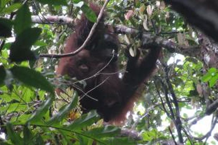 Orangutan (Pongo Pygmaeus pygmaeus) betina yang menggendong anaknya di kebun yang berada di belakang rumah panjang (betang) Meliau, Desa Melemba, Kecamatan Batang Lupar, Kapuas Hulu, Kalimantan Barat.