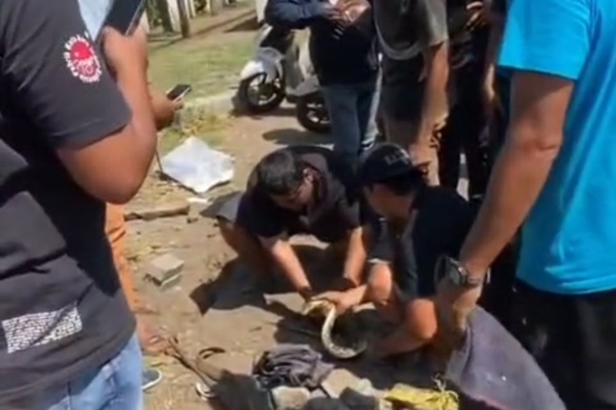 Para warga saat melakukan evakuasi ular yang tersangkut lubang drainase di pinggir Jalan Ringroad Utara tepatnya di depan Casa Grande, Maguwoharjo, Kapanewon Depok, Kabupaten Sleman. (Foto dokumentasi salah satu warga Jonathan)