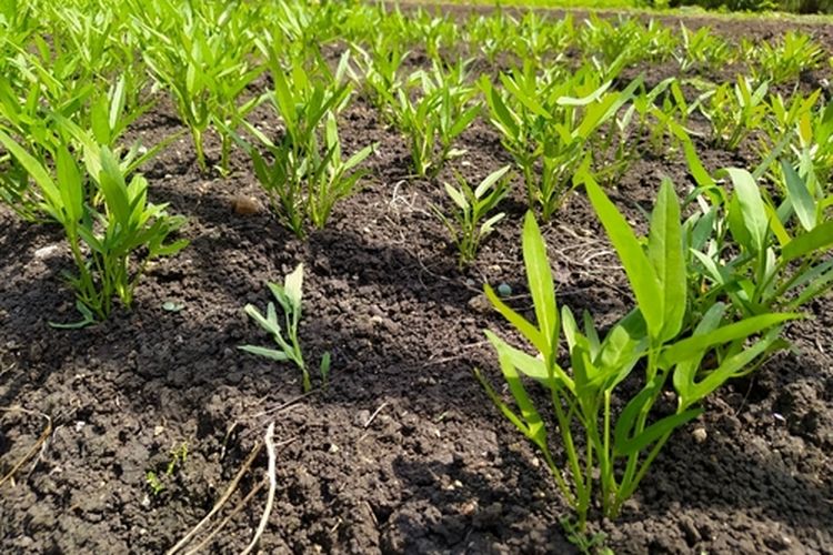 Ilustrasi budidaya kangkung organik