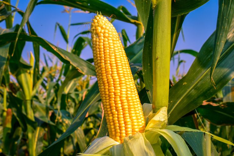 Catat, Ini Cara Menanam Jagung Manis agar Berbuah Besar dan Bebas Hama