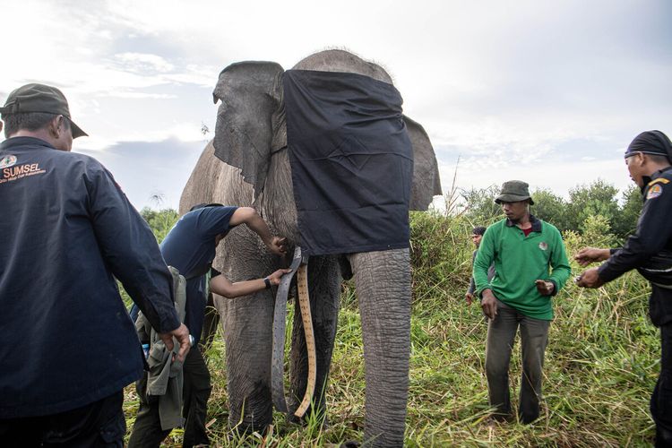 Pemasagan GPS collar ke seekor gajah yang diberi nama Meisya. Pemasangan GPS Collar itu berlangsung di kantong habitat Sugihan-Simpang Heran, Kabupaten Ogan Komering (OKI), Sumatera Selatan,Minggu (15/5/2023).