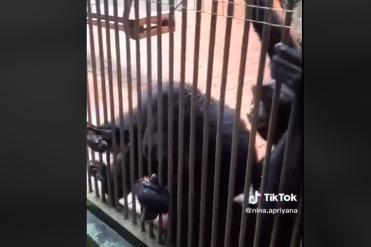 Tangkapan layar video monyet yang mengambil ponsel pengunjung di Taman Margasatwa Ragunan.