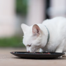 7 Alasan Mengapa Kucing Selalu Lapar