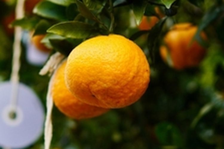 Ilustrasi buah jeruk mandarin