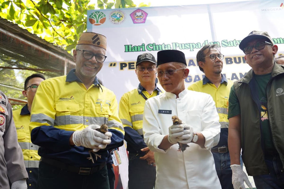 Dalam momentum Hari Cinta Puspa dan Satwa 2025, PT Merdeka Gold Resources, Tbk melepasliarkan burung Maleo di Cagar Alam Panua, Pohuwato, sebagai wujud komitmen konservasi bersama BKSDA Sulawesi Utara dan Pemkab Pohuwato. 