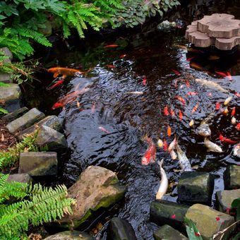 Ilustrasi kolam ikan yang dibuat menggunakan batu alam