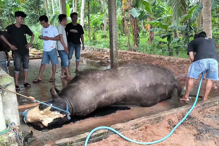 Sapi Kurban Presiden Prabowo Mati Mendadak, Diduga Keracunan