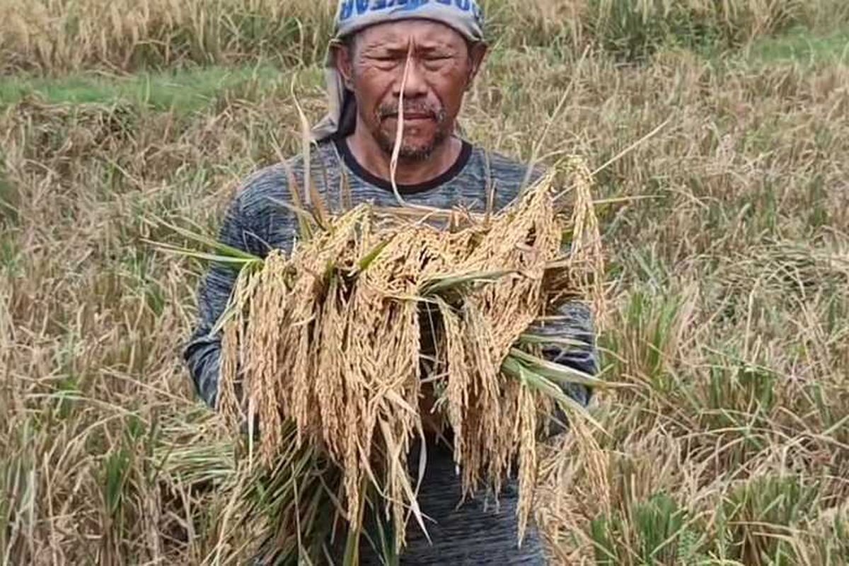 Sudirja menunjukan tanaman padi hasil panen yang menggunakan pupuk organik dan bibit Varietas UFA1 di Desa Kedondong Kecamatan Susukan Kabupaten Cirebon Jawa Barat pada Kamis (11/9/2025) siang