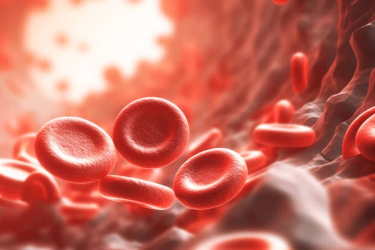 Ilustrasi sel darah manusia.
