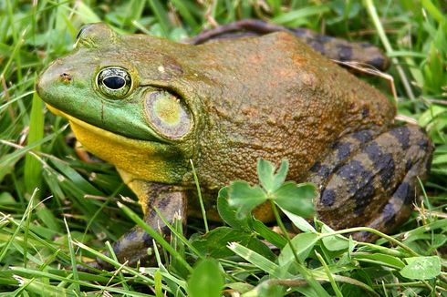 Bullfrog Amerika, Katak Besar Pemangsa Ular