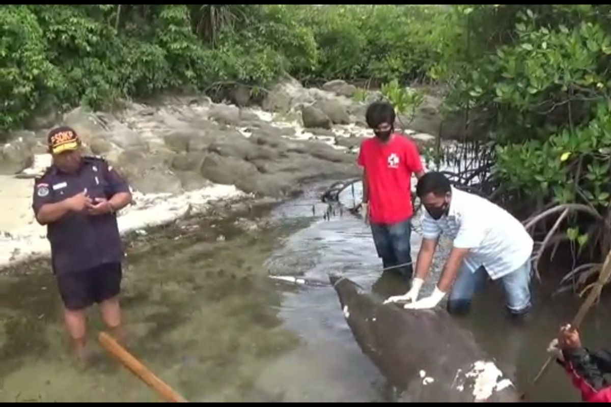 Seekor dugong ditemukan mati terdampar di Pulau Kucing, Kabupaten Polewali Mandar, Sulawesi Barat.