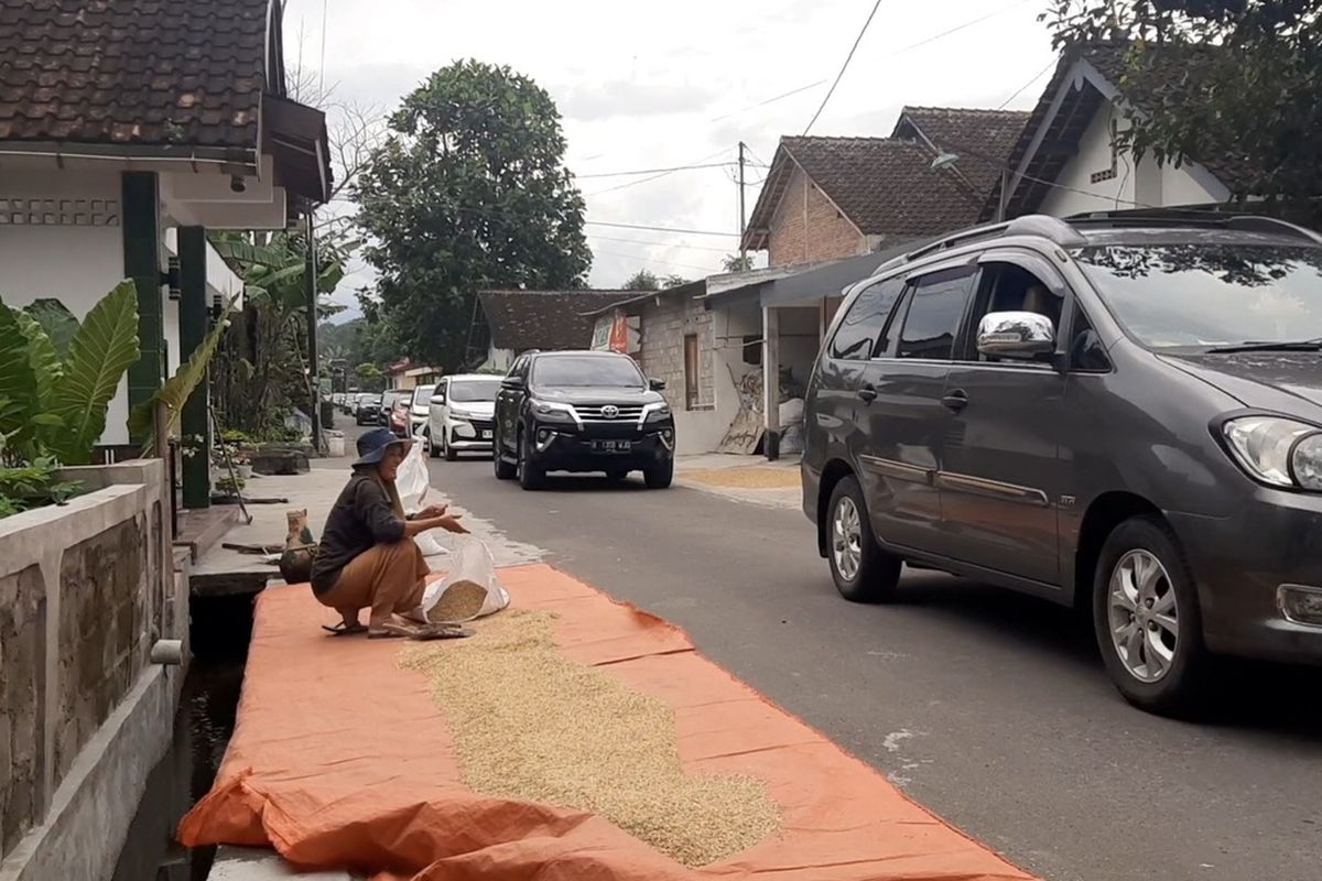 Seorang warga Padukuhan Pondok, Selomartani, Kapanewon Kalasan, Kabupaten Sleman menjemur gabah di saat kendaraan yang hendak menuju ke pintu tol fungsional Tamanmartani melintas di jalan kampung, Jumat (4/4/2025).
