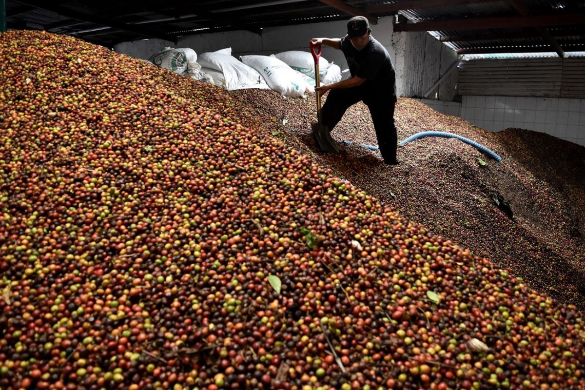 Pekerja memproses pencucian buah kopi untuk diolah menjadi biji kopi kering sebagai komoditas ekspor ke Jepang, Kanada, Hongkong, dan Italia di Pabrik Kopi Banaran milik PT Perkebunan Nusantara (PTPN) IX, Jambu, Kabupaten Semarang, Jawa Tengah, Kamis (27/7). Pemerintah mendorong produsen kopi nasional untuk lebih meningkatkan ekspor kopi ke kawasan Uni Eropa yang pada 2016 nilai ekspornya tercatat sebesar 239,57 juta dollar AS karena dipicu semakin pesatnya pertumbuhan industri ritel kopi di kawasan tersebut. ANTARA FOTO/Aditya Pradana Putra/foc/17.