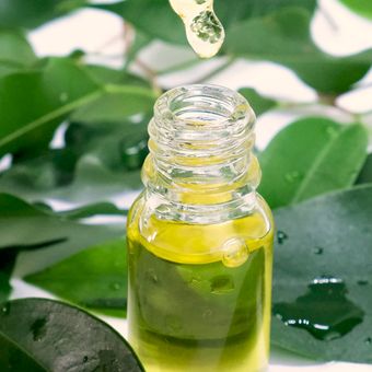 Tea tree oil bisa digunakan membasmi kutu busuk.