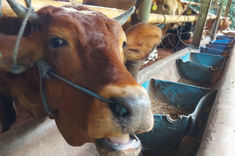 Pemeriksaan kesehata di peternakan sapi Bandung Barat.