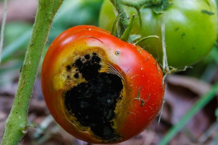 Ilustrasi buah tomat busuk di pohon.