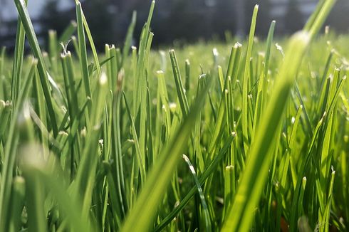 Jangan Dibuang, Tumpukan Rumput yang Dipotong Bisa Jadi Pupuk Cair