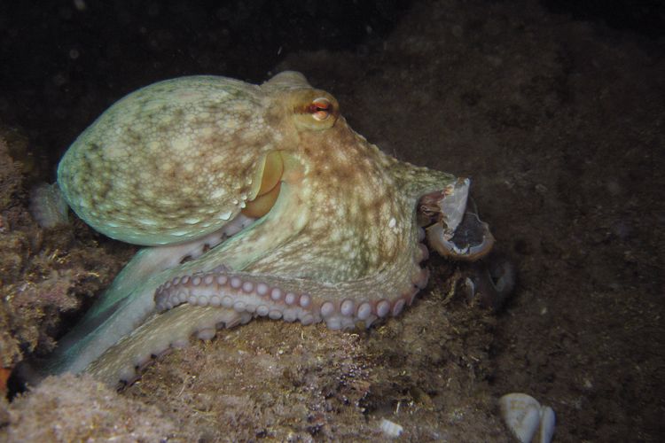 Populasi gurita di Inggris melonjak pada tahun 2025. Krisis iklim disebut sebagai penyebabnya.