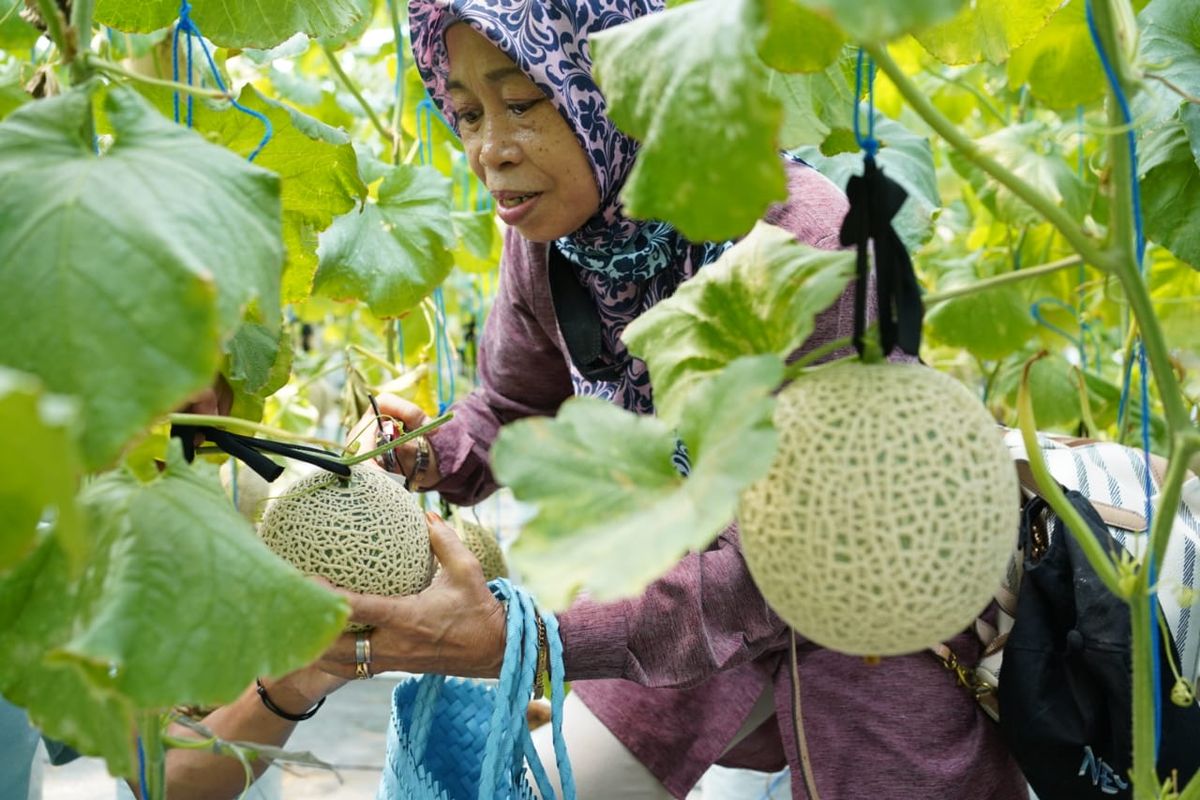 Dompet Dhuafa menggelar panen raya melon bertajuk Fruit O'Clock di Greenhouse PTGL bersama donatur dan mitra kebaikan, Minggu (12/11/2023).