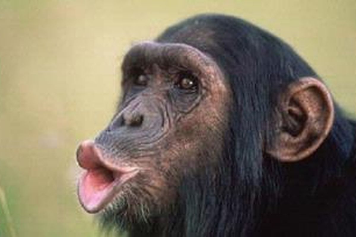 Para peneliti mengungkap bahwa simpanse memiliki bahasa isyarat tertentu yang biasa digunakan untuk saling berkomunikasi.