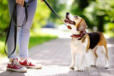 5 Trik yang Bikin Momen Jalan-Jalan dengan Anjing Makin Menyenangkan