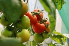 Cara Mengendalikan Hama Kutu Kebul pada Tanaman Tomat