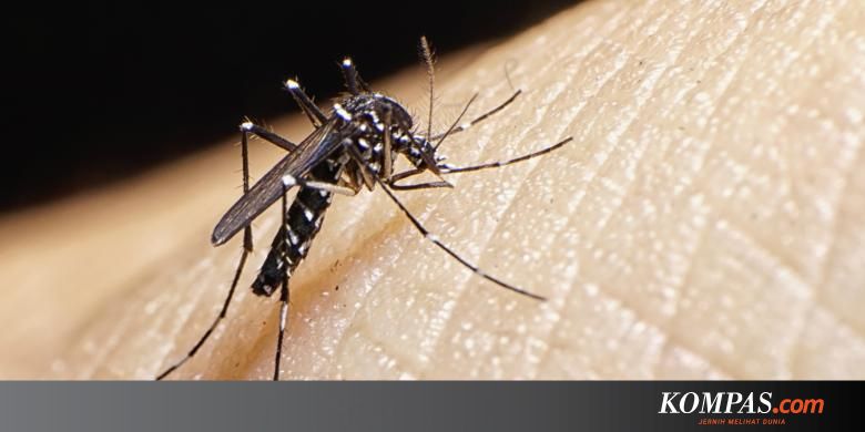 Begini Siklus Hidup Nyamuk Aedes Aegypti Penyebar Dbd Halaman All