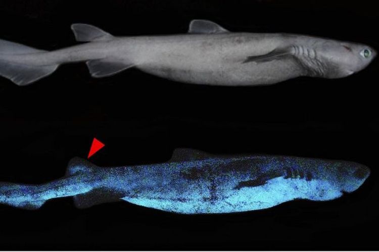 Para peneliti menduga bagian bawah hiu yang bercahaya dapat membantu mereka bersembunyi dari predator atau ancaman lain yang berada di bawah mereka.