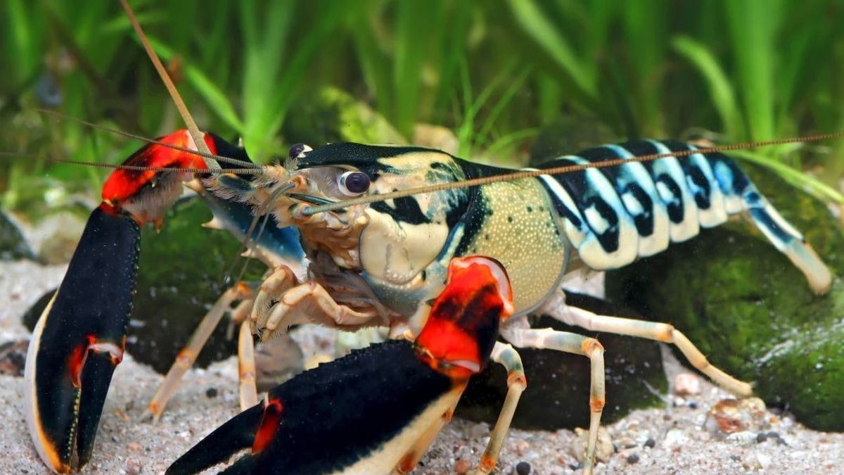 Potensi Lobster RI: Ratusan Juta Puerulus, Infrastruktur Belum Siap