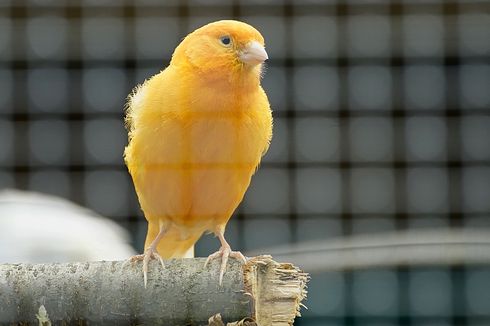 Aturan Mandi dan Cara Memandikan Burung Peliharaan 