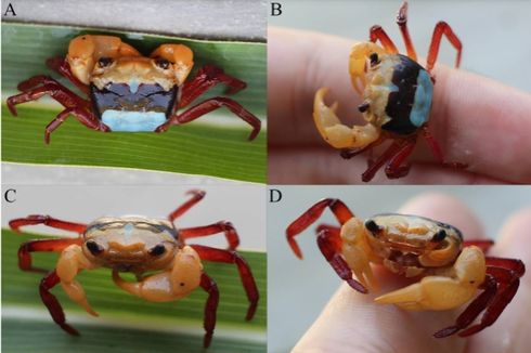 Peneliti BRIN Temukan Kepiting Langka 3 Warna di Kalimantan Barat