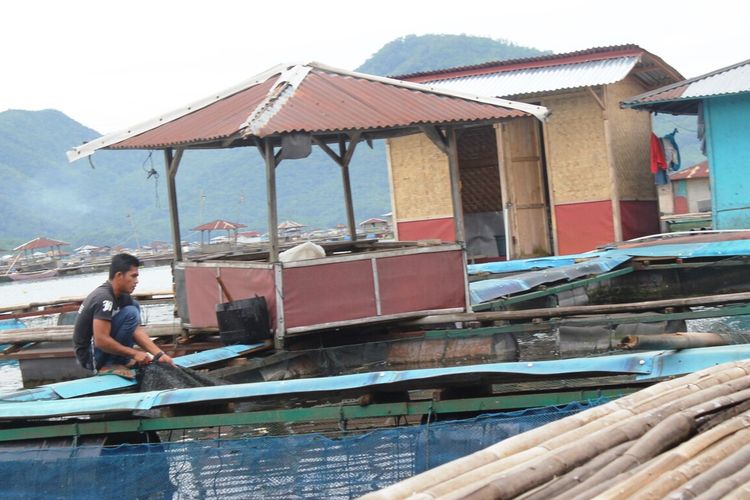 Seorang petambak ikan keramba jaring apung di perairan Waduk Cirata, Cianjur, Jawa Barat, sedang menebar pakan. Sepekan terakhir puluhan ton ikan mati di perairan tersebut akibat anomali cuaca.