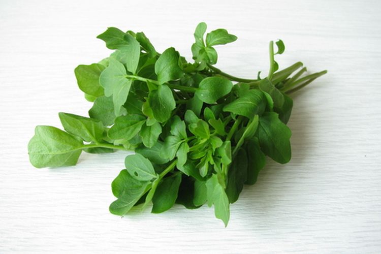 Tanaman selada air atau Nasturtium,Officinale