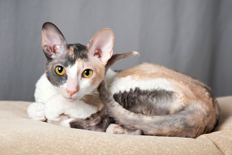 Ilustrasi kucing ras Cornish Rex.