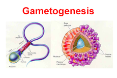 Perbedaan Spermatogenesis dan Oogenesis