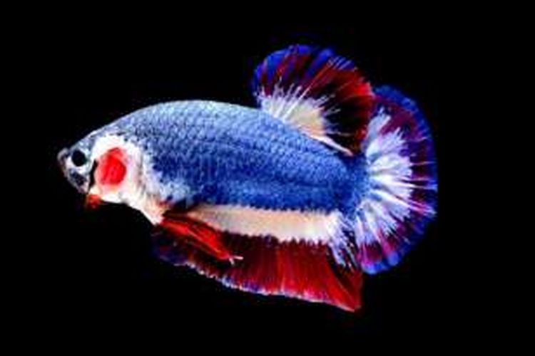 1010+ Gambar Ikan Cupang Warna Biru Terbaik