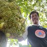 Pohon Nangka Berbuah Pisang Tumbuh di Indramayu