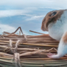 Fakta Unik, Hamster Sanggup Bertahan Hidup di Lapisan Stratosfer Bumi