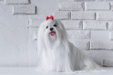 6 Ras Anjing yang Hanya Memiliki Bulu Berwarna Putih