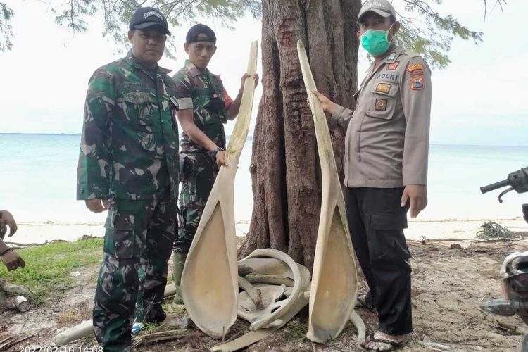 Warga Pulau Kalao Toa, Desa Garaupa, Kecamatan Pasilambena, Kabupaten Kepulauan Selayar, Sulawesi Selatan digegerkan dengan penemuan tulang-tulang ikan raksasa di pesisir Pantai Kawau.