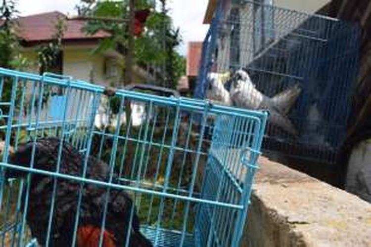 Empat ekor burung langka berhasil digagalkan Balai Konservasi Sumber Daya Alam (BKSDA) Wilayah I Sultra di atas Kapal Pelni Dorolonda, Jumat (24/6/2016). Kini keempat burung langka tersebut direhabilitasi di Kantor BKSDA 