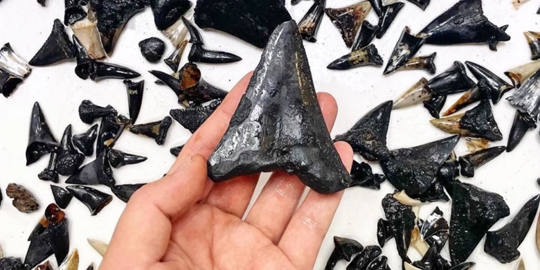 Sisa-sisa gigi yang ditemukan di kuburan hiu 