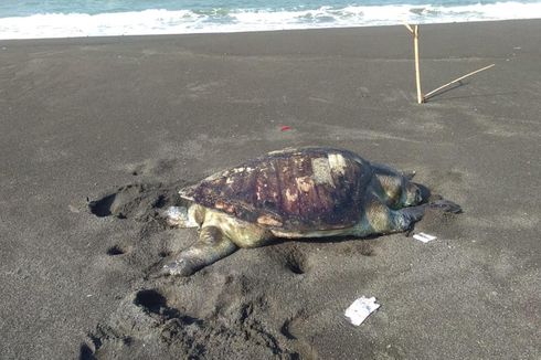 Penyu Hijau Seberat 50 Kilogram Ditemukan Mati di Pantai Congot Kulon Progo