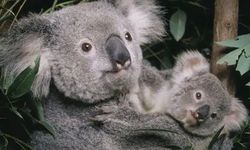 Bukan Manusia, Perubahan Iklim Purba Nyaris Punahkan Koala