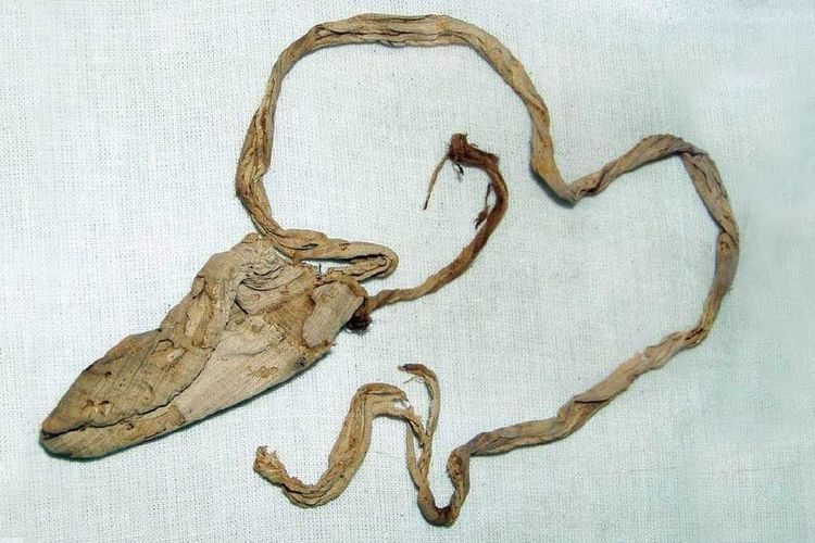 Arkeolog Howard Carter menemukan sebuah benda berupa kondom Firaun yang disebut Raja Tut