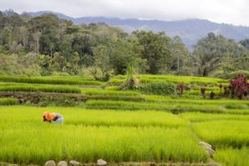 Persawahan Tangsel Menyusut, Tersisa Kurang dari 200 Hektar