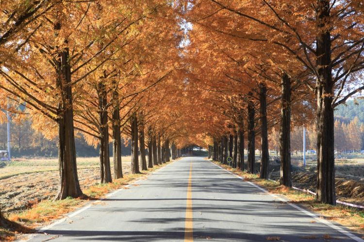 Metasequoia Forestroad di Damyang, Jeollanamdo, Korea Selatan.